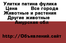 Улитки патина фулика › Цена ­ 10 - Все города Животные и растения » Другие животные   . Амурская обл.